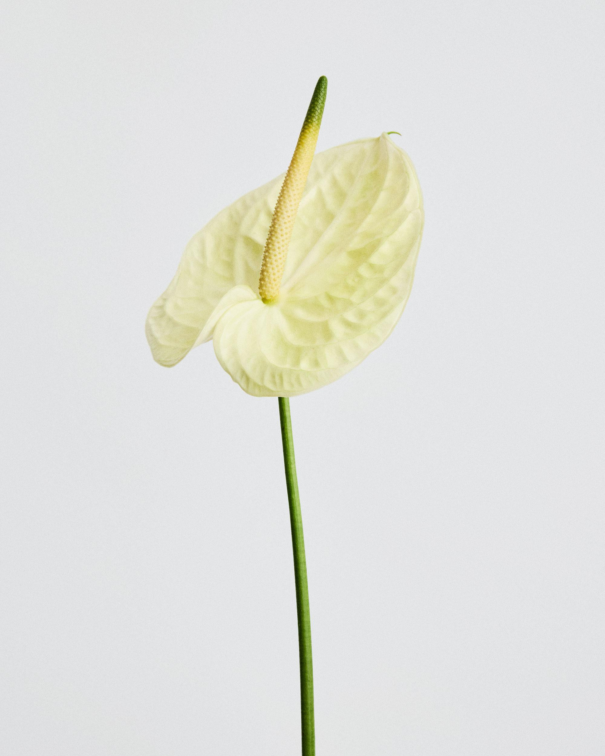 Iittala Flowers SS26 03 Anton Sucksdorff